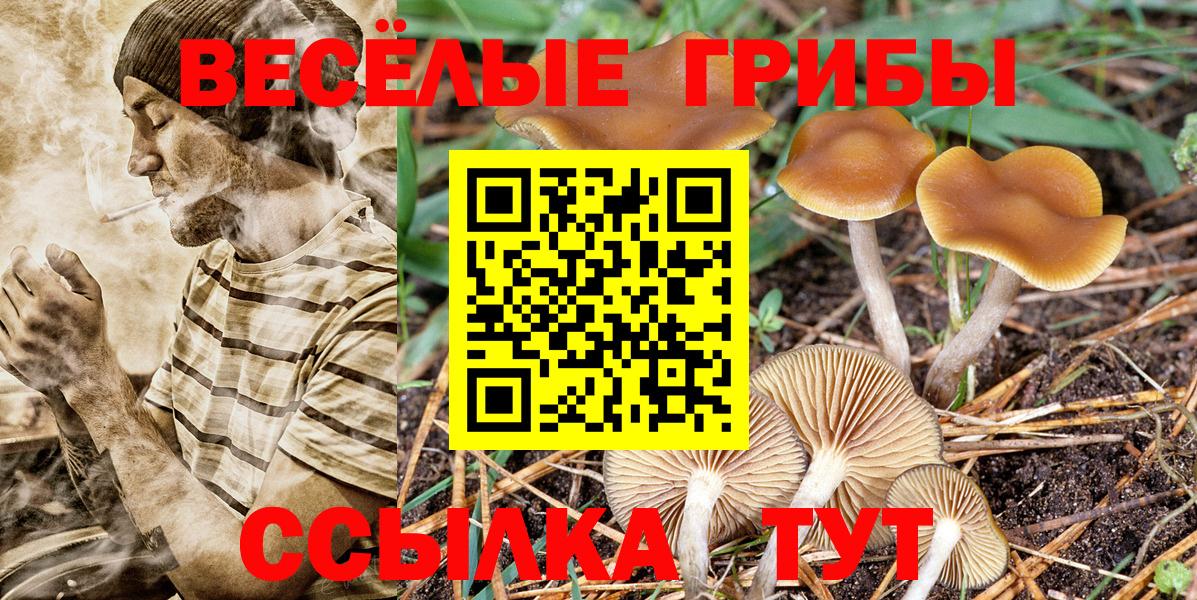 Псилоцибиновые грибы Cubensis Черняховск